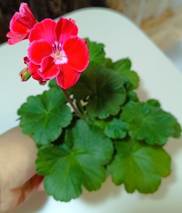 Фиалка сортовая поцелуй, пеларгонии, герань.