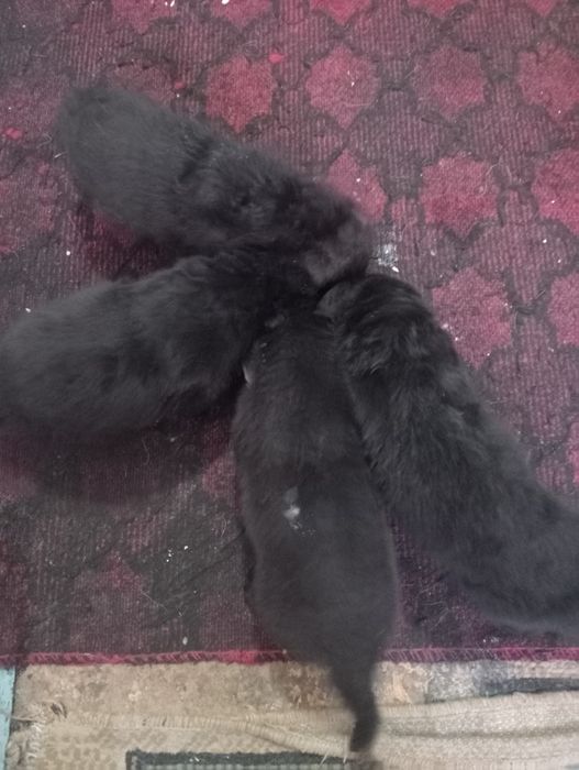 Продам щенков немецкой овчарки