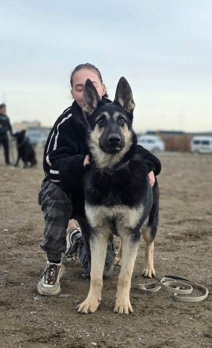 Продается Восточно Европейская овчарка