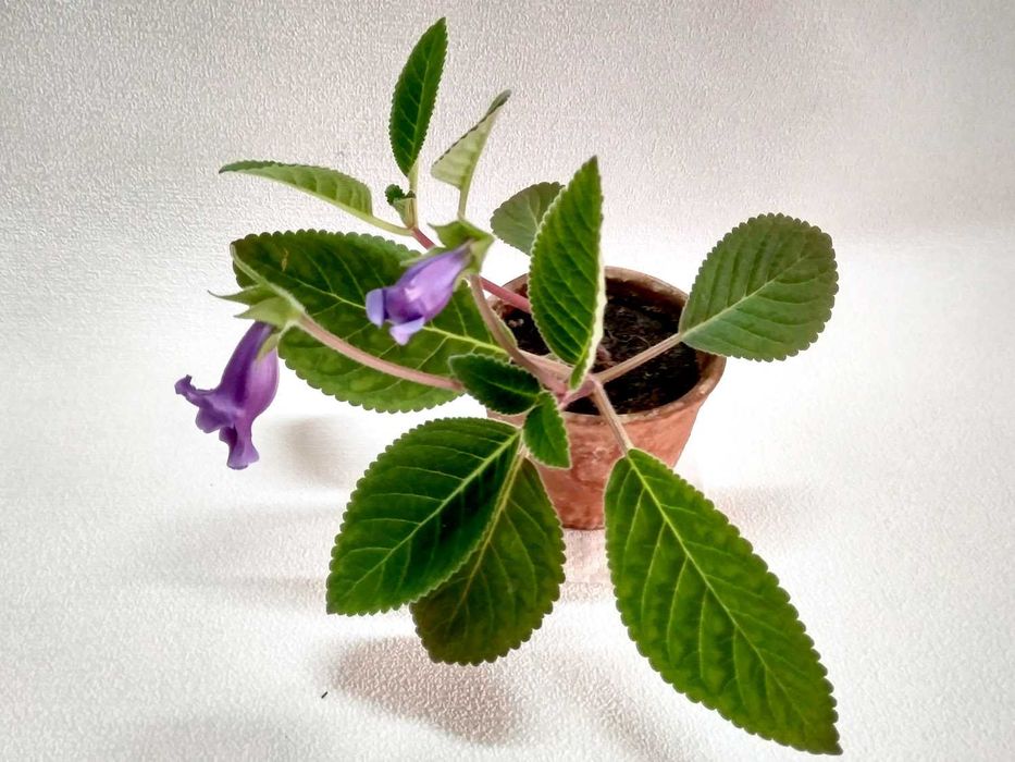 Продам комнатный цветок: Зацвевшую ГЛОКСИНЕЮ! - под пересадку.