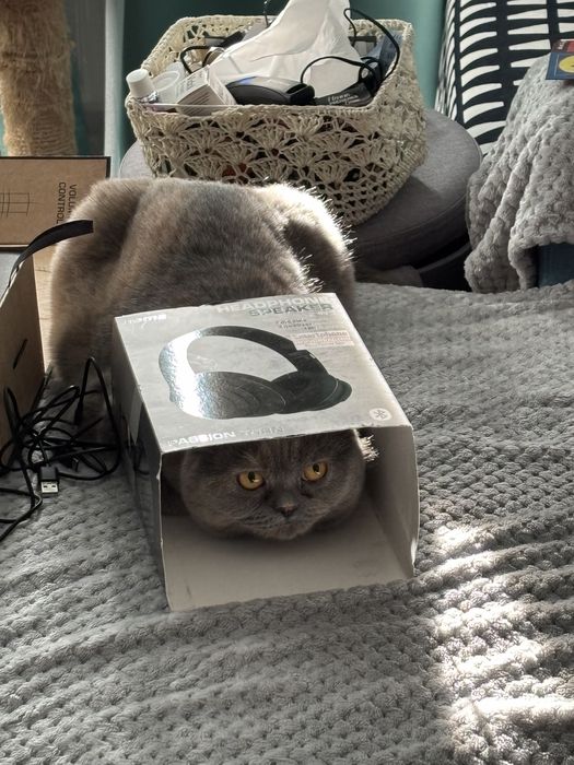 Iphone 15 plus negru