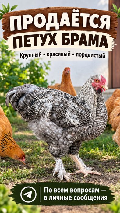 продам петух молодой