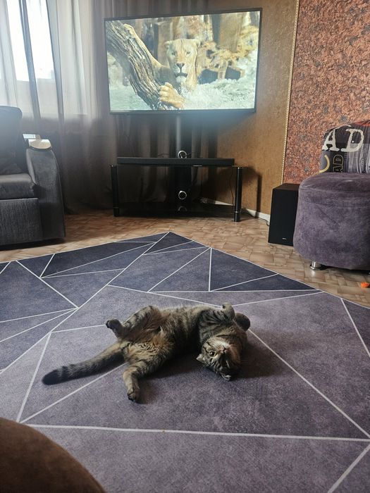 Отдам кота в добрые руки