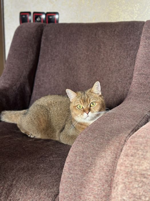 Продается кошка (британская шиншилла)