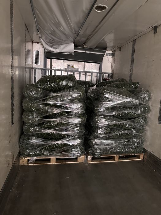 Castraveti-ogórki-Огурцы