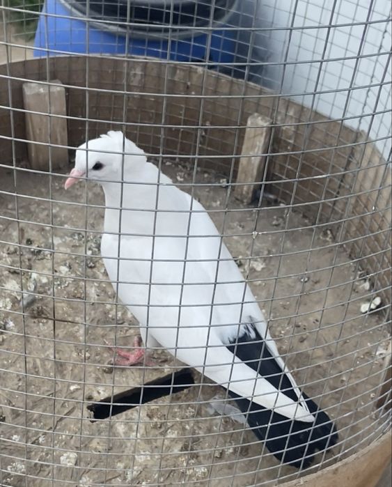 Голуби Чех, кормилка и бакинцы