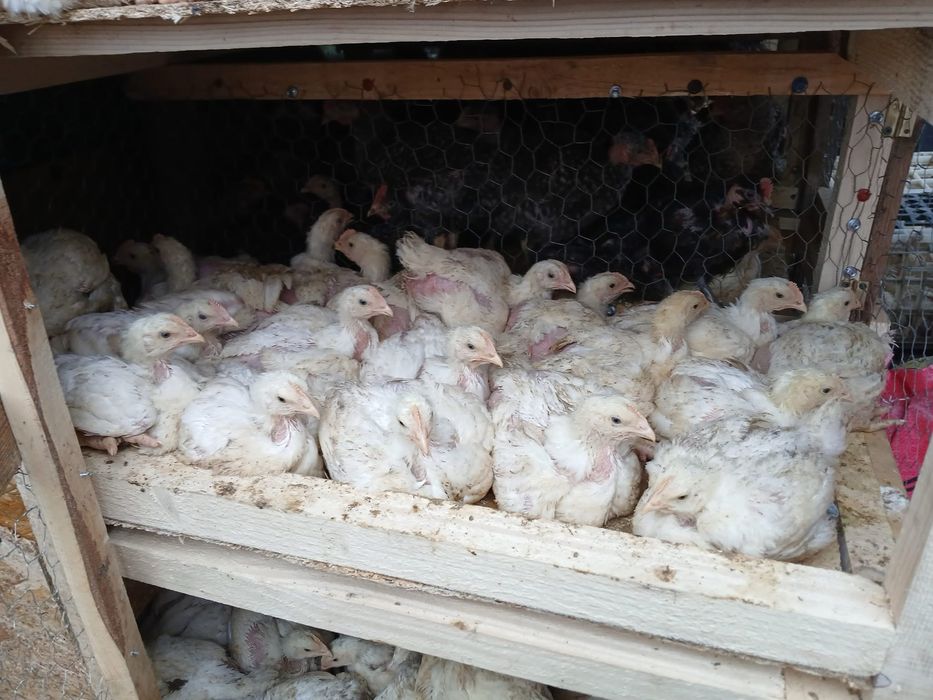 Vindem puii porumbac kabir si pui albi