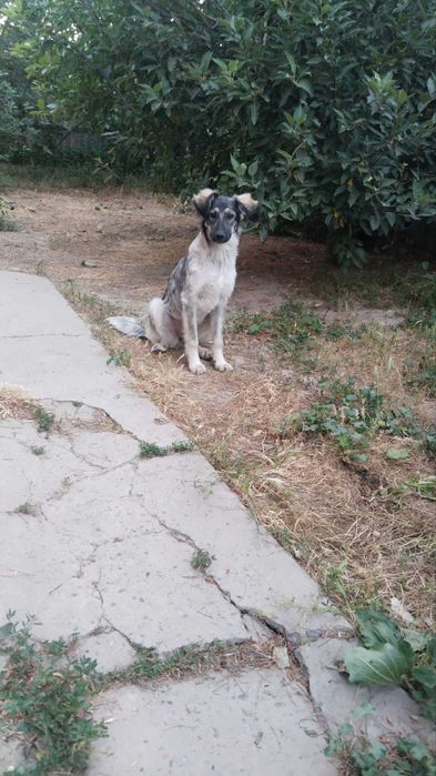 Срочно . Собака в добрые руки