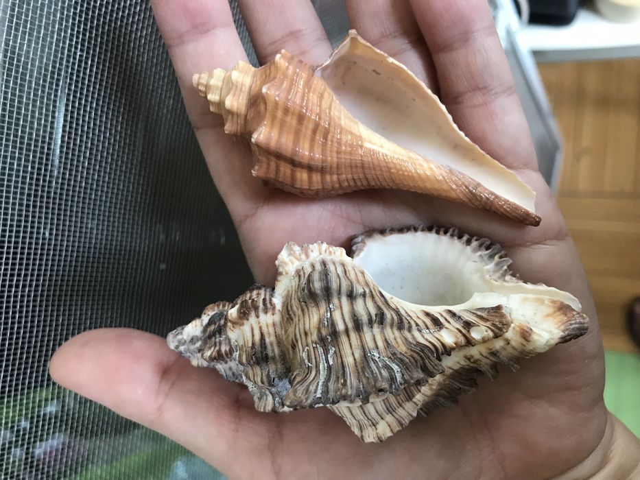 Морские раковины для тепла и уюта в доме