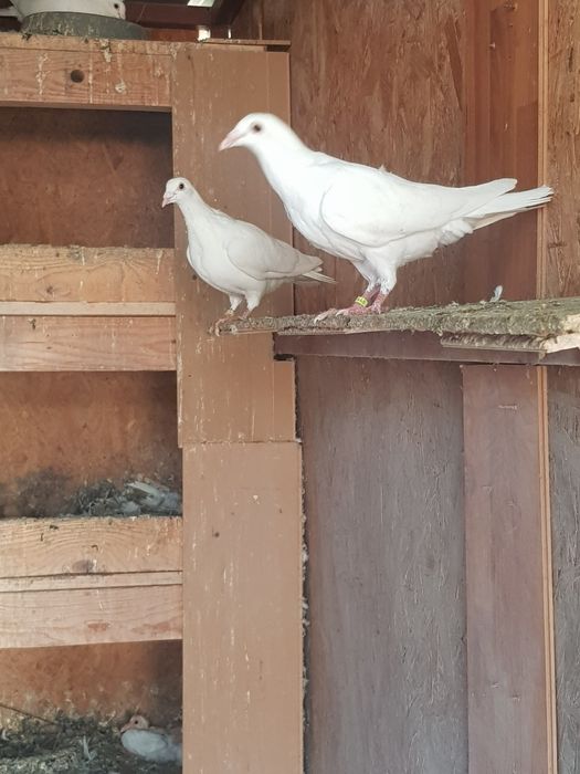 Schimb cu pasari de curte