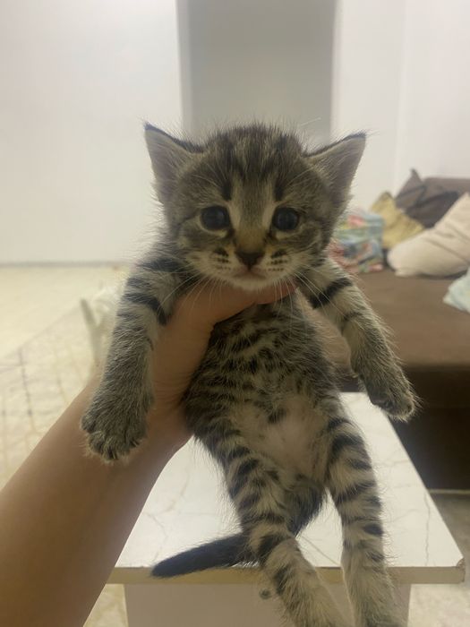 Котят в добрые руки