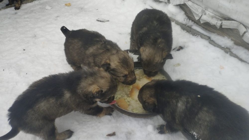 Отдам даром щенят.