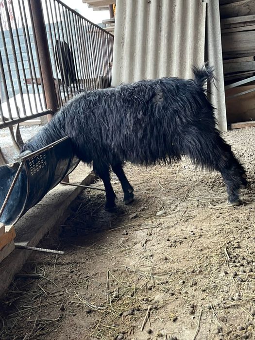 Ешкі 2 ешкі сатлады номер астыда