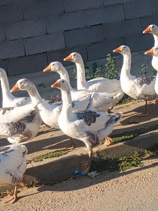 Vând gâște preț de la 150 lei