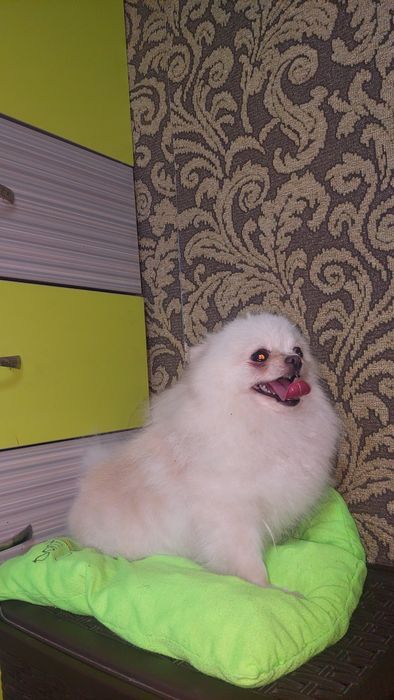 Померанский шпиц девочка.