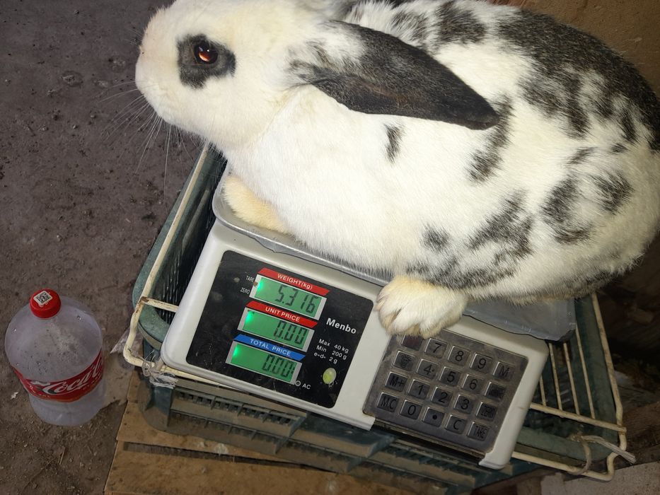 Quyon erkak 400min kelishamiz