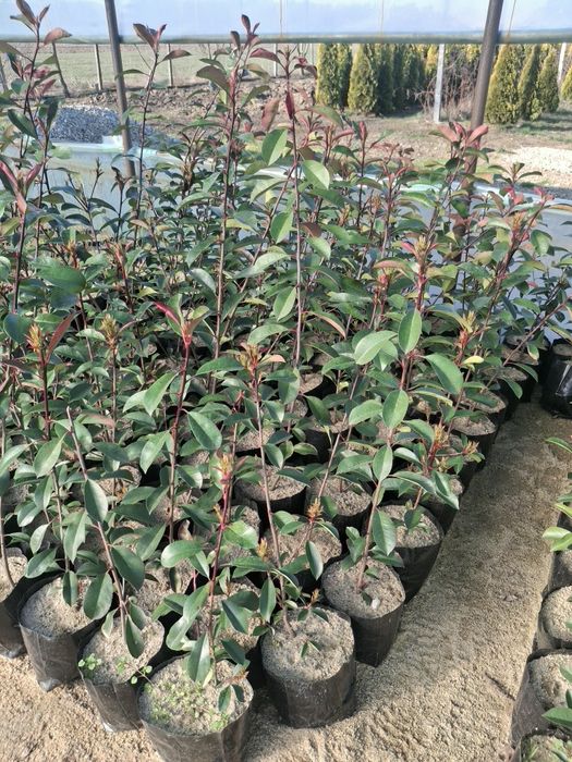 Tuia smaragd verde,gold si columnara gold,photina,prunus nigra,leyland