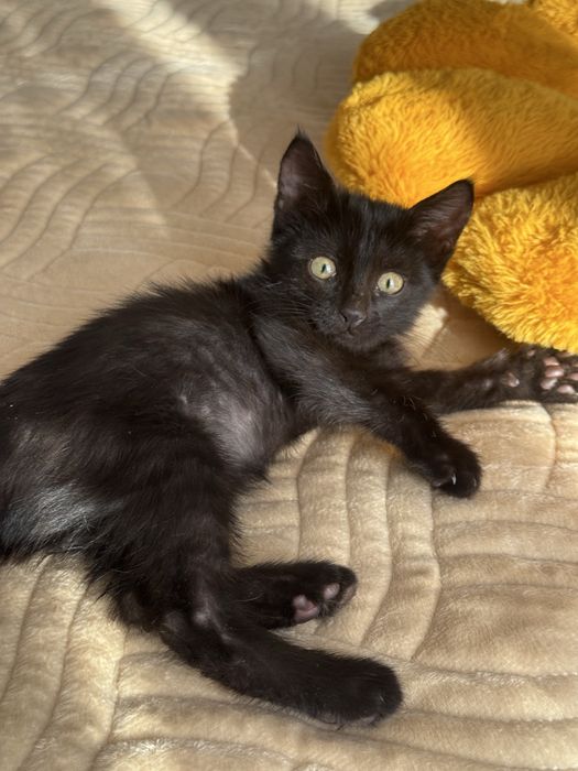 Котенок 1,5 месяца мальчик