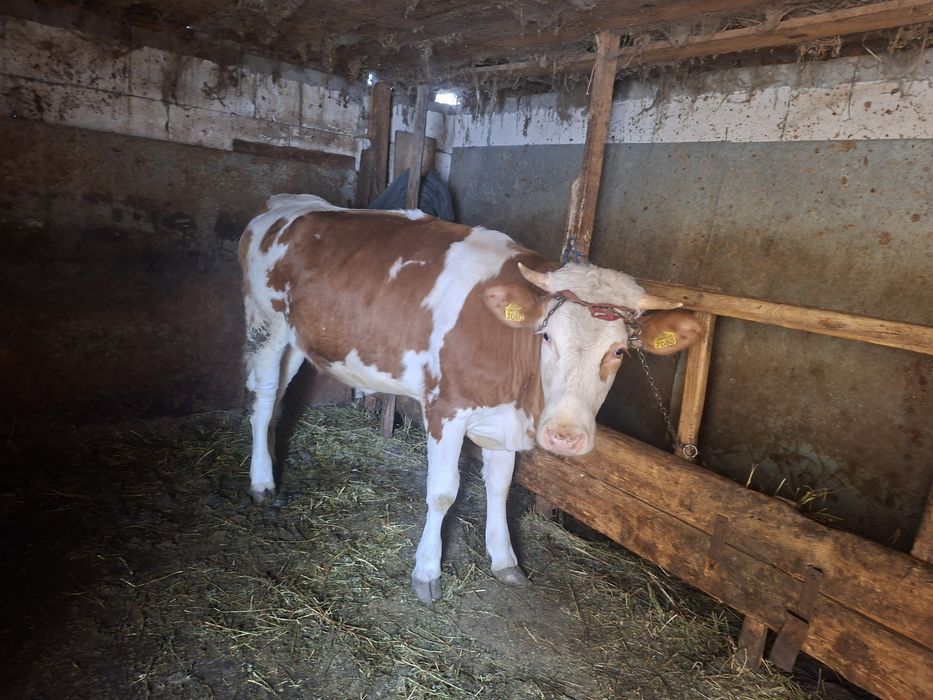 Vand junica in jur de 400 kg