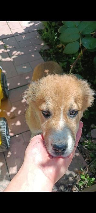 Щенок мальчик в добрые руки