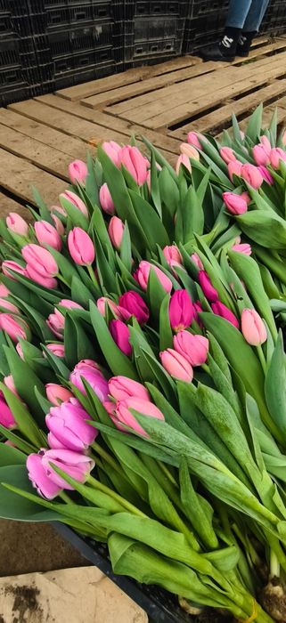 Качественные Тюльпаны оптом! Голландская луковица.