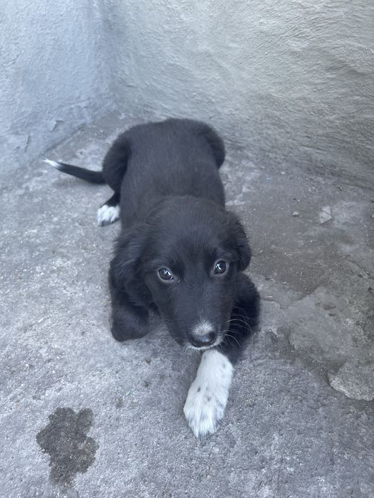 Щенок девочка (2 месяца)