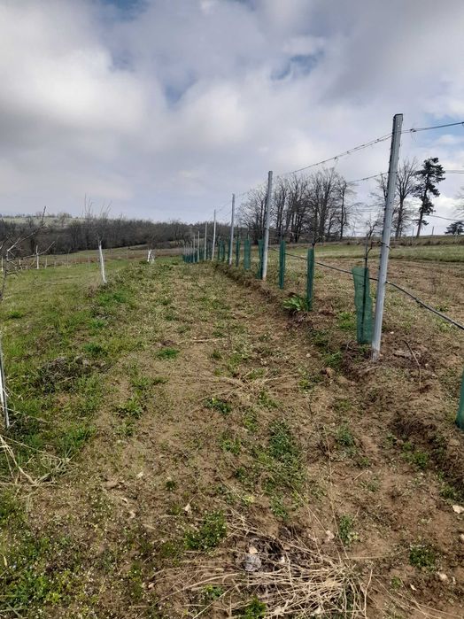 Coliba plus 2 hectare de pamant