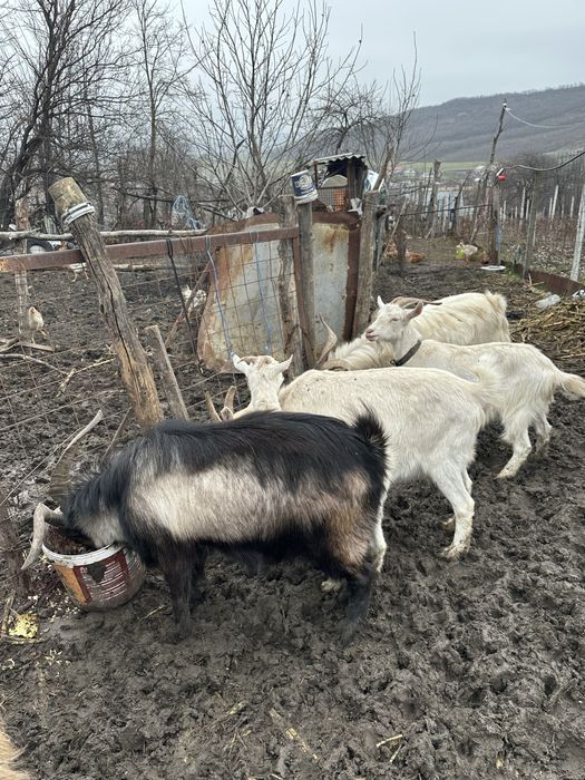 Vând țapii și capre