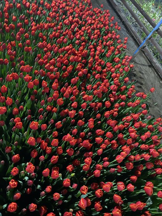 Тюлпаны  оптом оптом