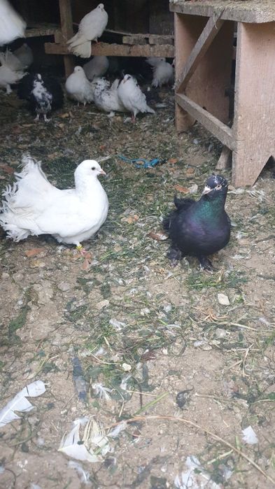 Porumbei Pavă / Încălţaţi frumoşi (