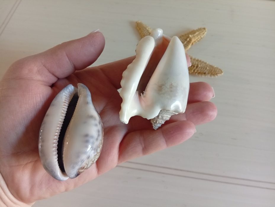 Морская звезда, ракушки