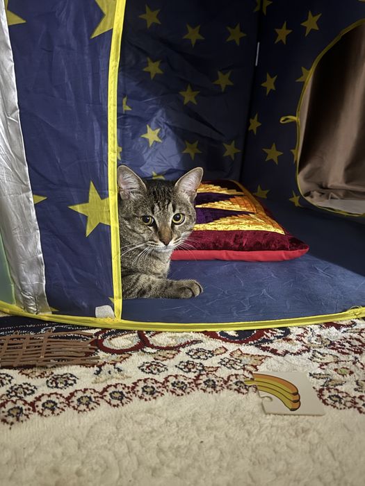 Кошка, мальчик