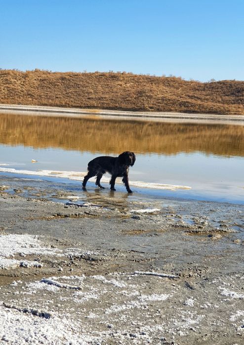 Русский охотничий спаниель для вязки.