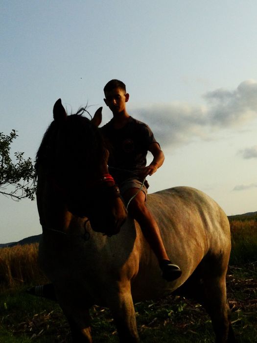 Armasar de vânzare 3 ani