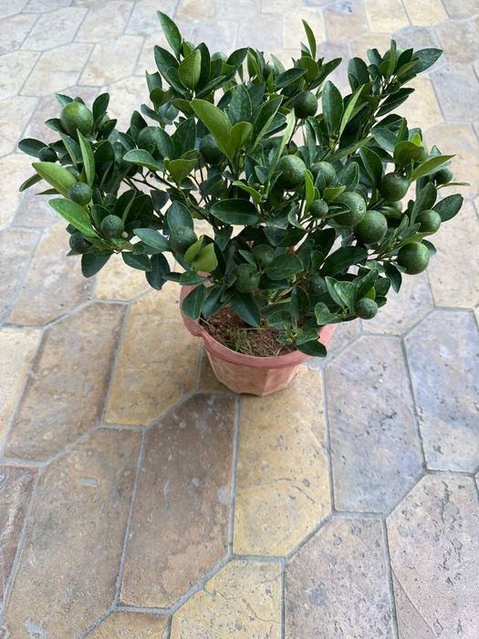 Мандарин и Кумкват