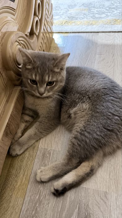 кошка Сильвия, простерилизованная.