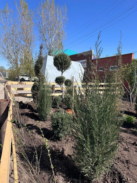 Туи-можжевельники