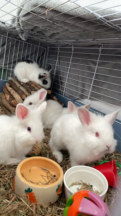 Iepure pitic cap de leu