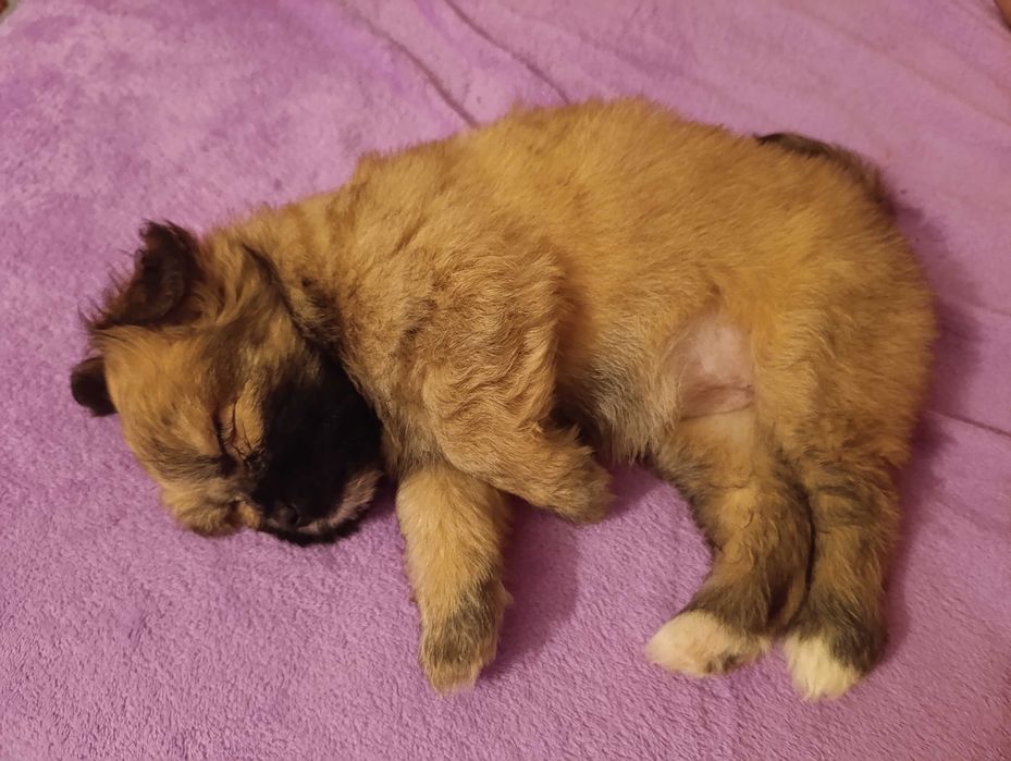 Ofer spre adopție cățel shih tzu