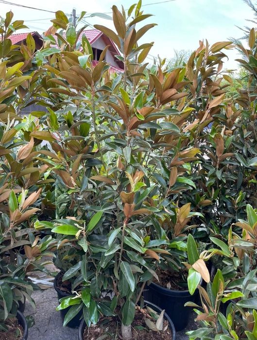 Magnolia grandiflora de mai multe dimensiuni, Magnolia soulangeana etc