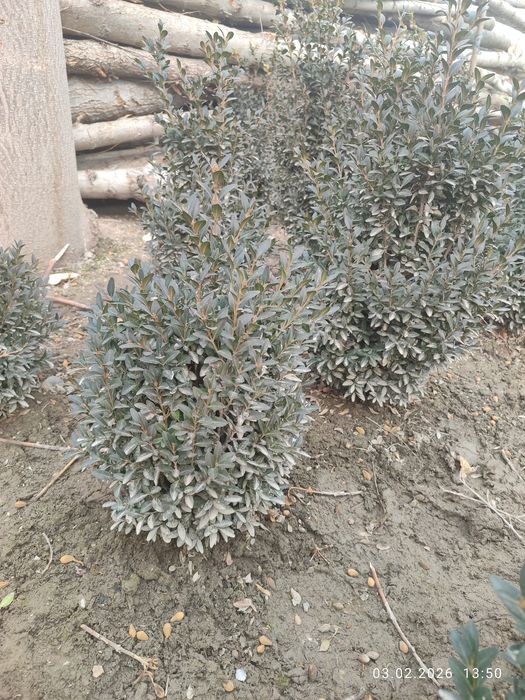 Куш тили шамшод сотилади