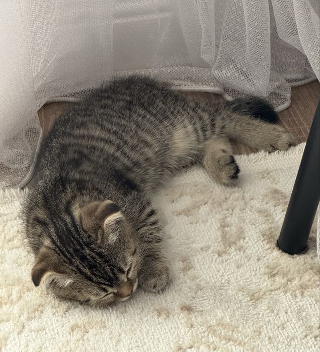 Продам котенка скоттиш фолд