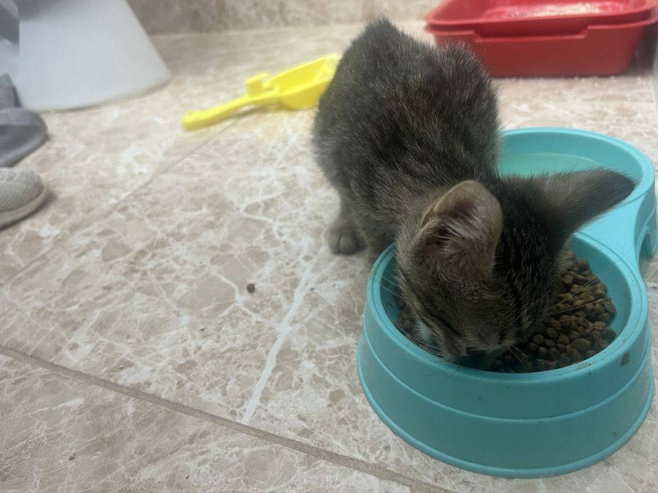 Котенок мальчик ласковый