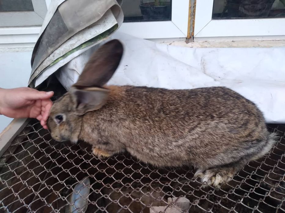 Кролики порода фландр 8 месячные одна беременная