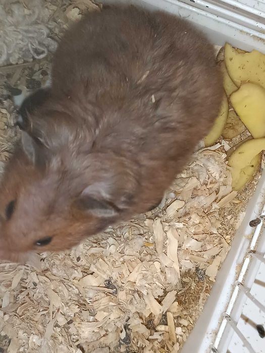 Хомячки с детьми