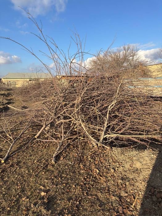 Утин сотилади.!!Дарахт кунда ва шоклар сотилади.