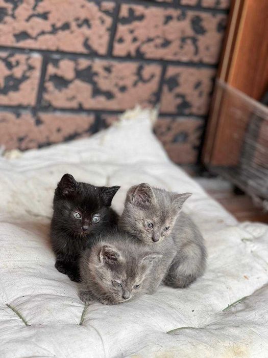 Отдам котят в добрые руки