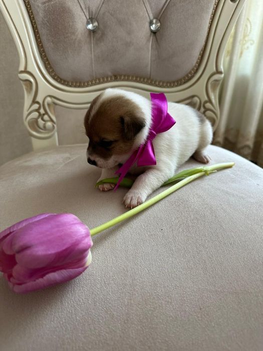 Джек-Рассел-Терьер щенки