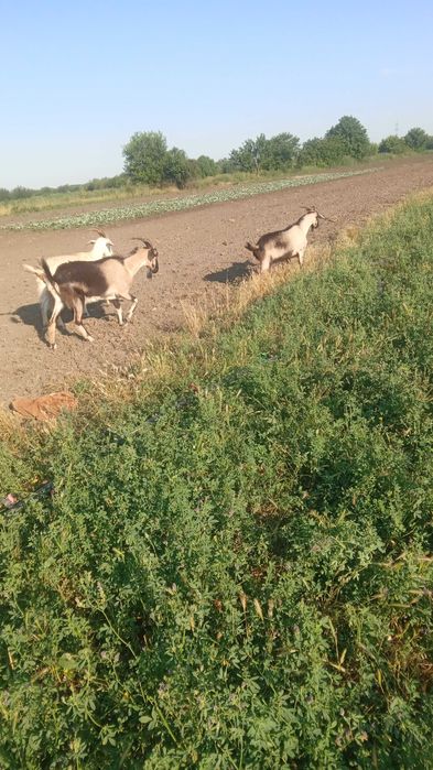 Disponibile 3 capre cu lapte
