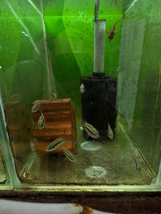 Аквариумные рыбки